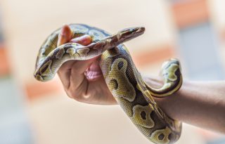 Šta znači sanjati zmiju