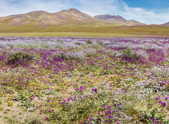 Procvetala pustinja u Čileu