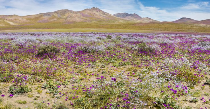 Procvetala pustinja u Čileu