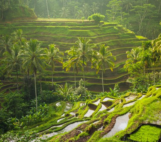 Vodič za Ubud